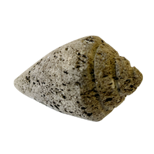  pumice stone - coneshell